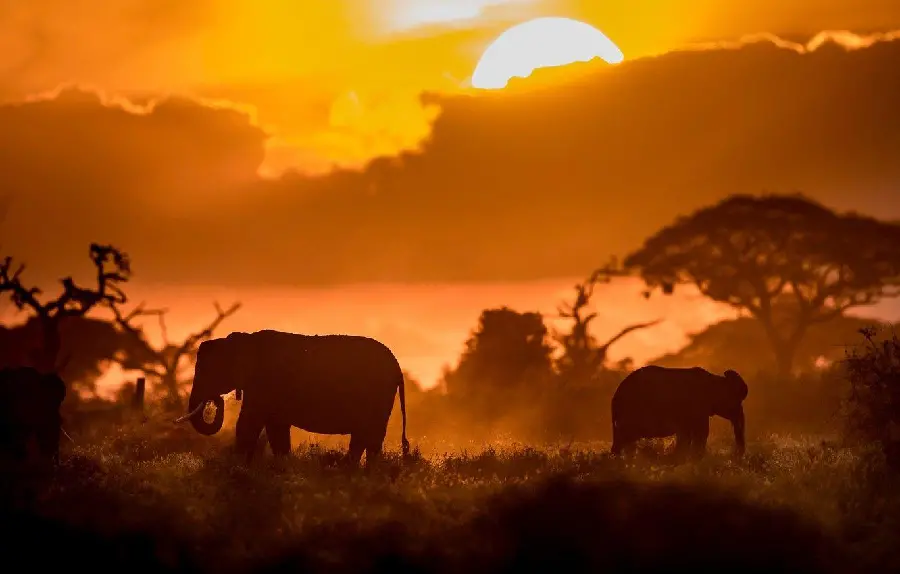 Download attractive wallpapers and mobile backgrounds of pristine nature and animals 
