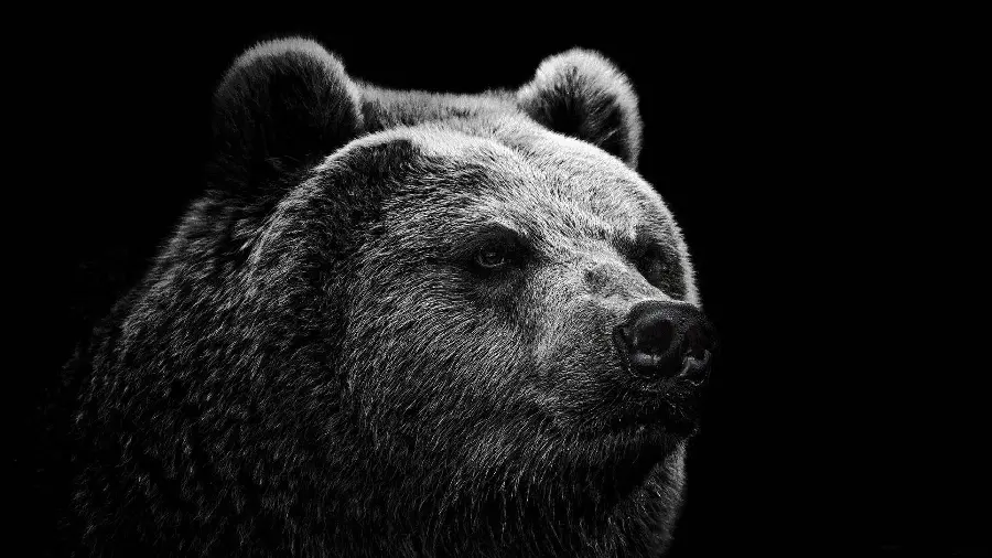 Black and white background suitable for laptop background with bear design HD