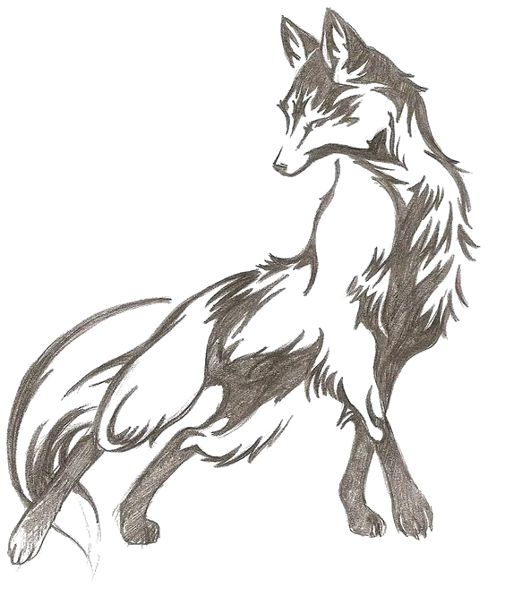 Stock photo of foxes Very beautiful black and white fox drawing in PNG format