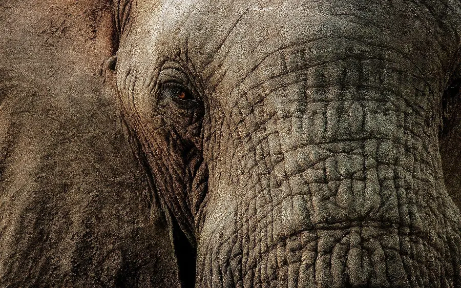 Close-up photo of an adult elephant's face for animal lovers' research