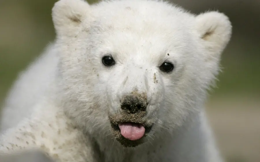 Polar Bear Cub Profile Picture for Painting Ideas 