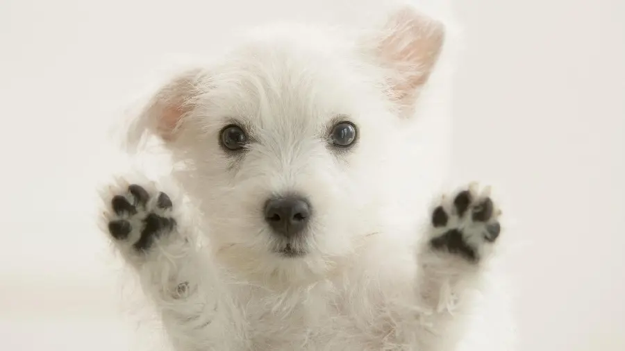 Desktop background of a cute white West Highland Terrier dog