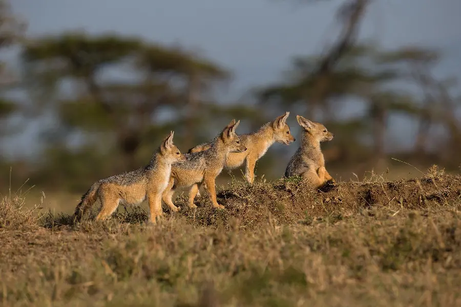 Unique Stock Image of Jackals