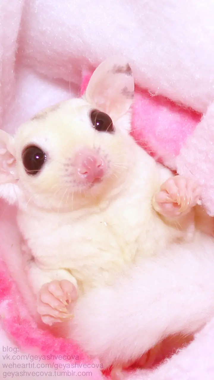 The most beautiful and funny photo taken From the mouse children
