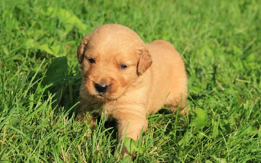 Background image of a kind and intelligent Golden Retriever puppy