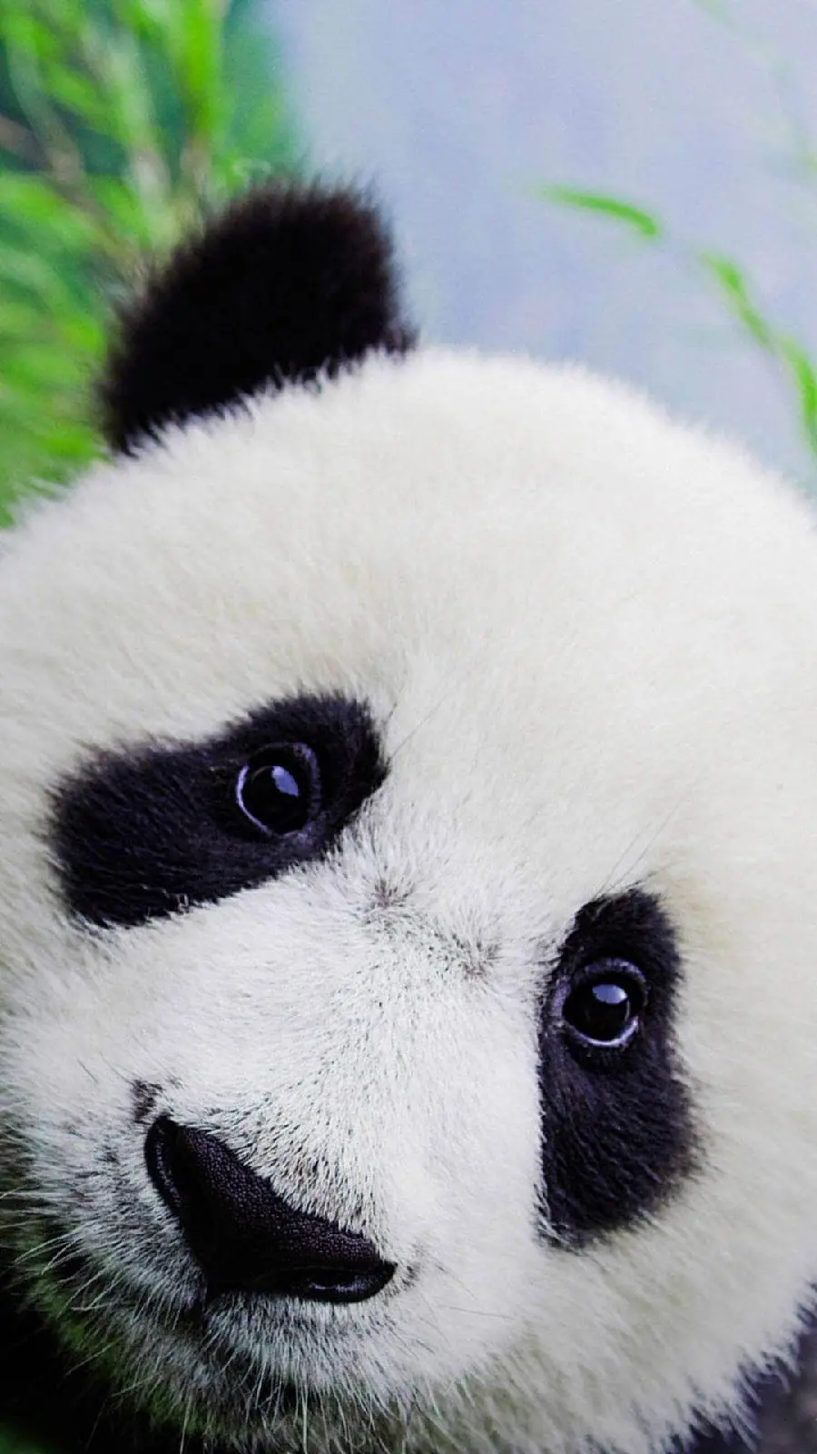 High quality panda photos for iPhone profile and background