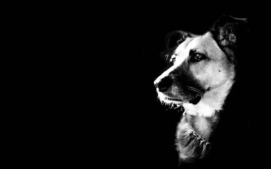 Unique Dog Profile Pictures for Desktop