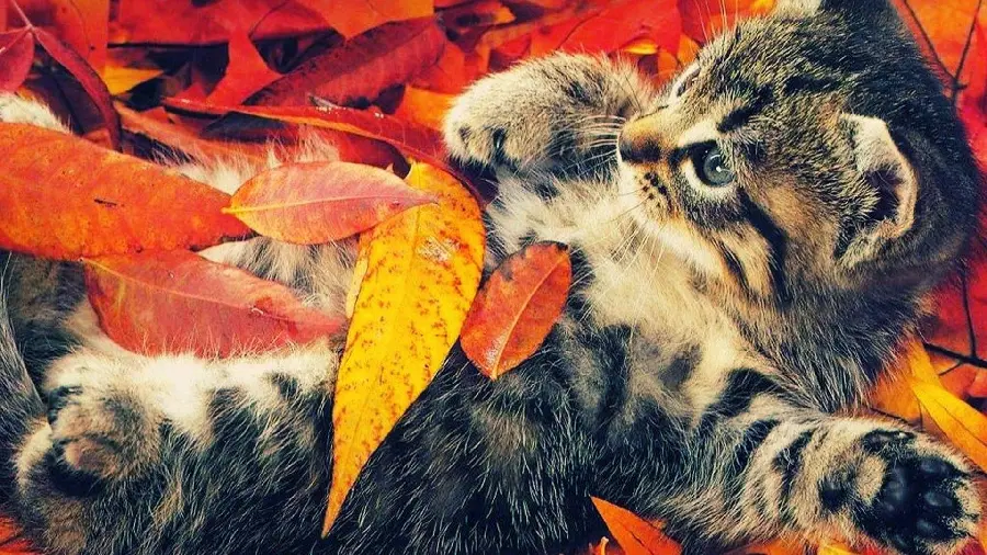 Playful cat photo in autumn
