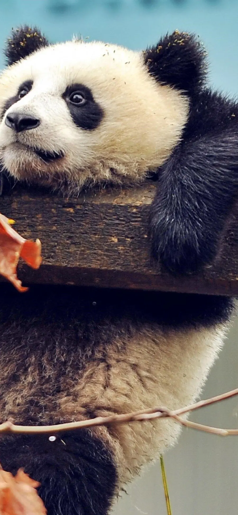 Cute baby panda background for the iPhone with high quality Super