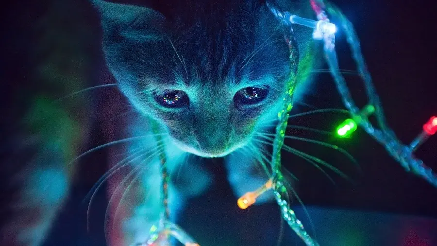 Download an attractive neon photo of a cat for your desktop