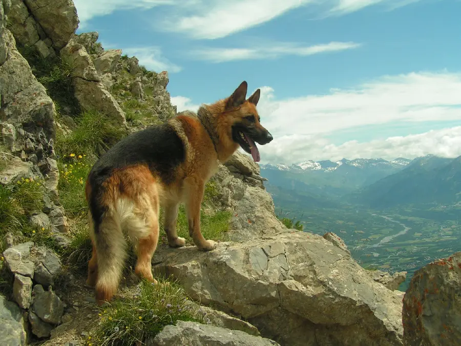 Amazing and amazing background of a German Shepherd Rex dog