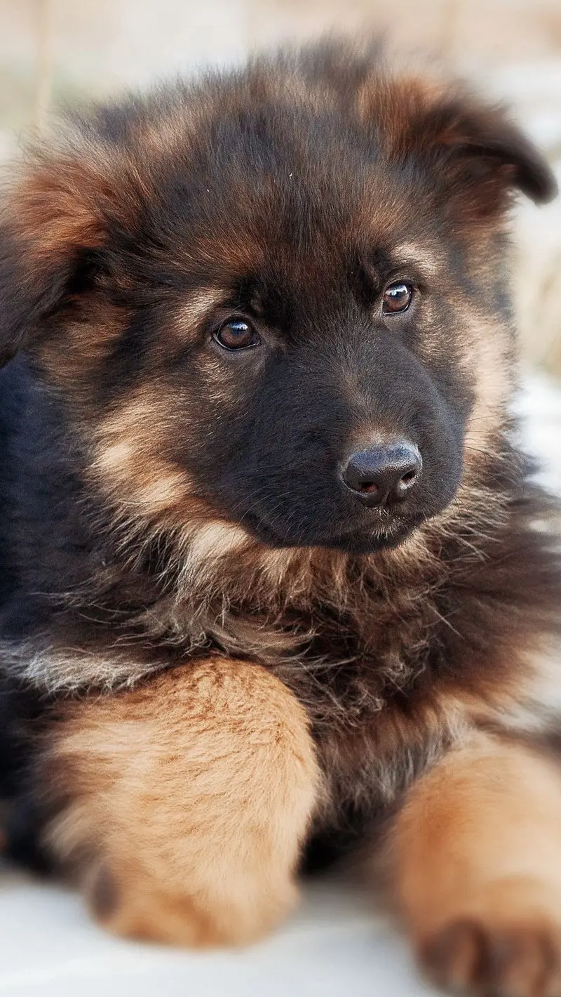 Cute and funny German Shepherd baby iPhone background with direct link