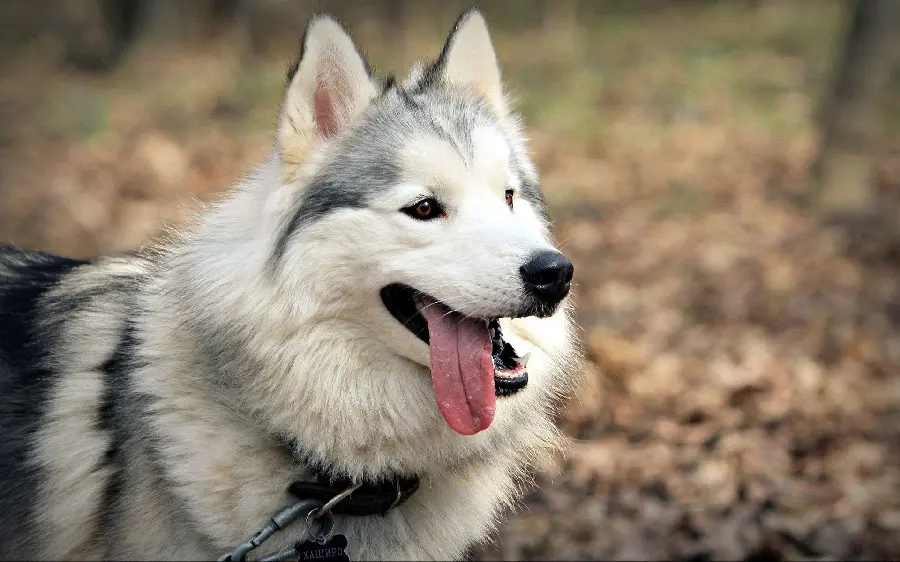 Red husky background for animal lovers' posters