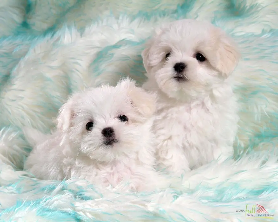 Maltese Puppy Wallpaper for a Boy's Profile