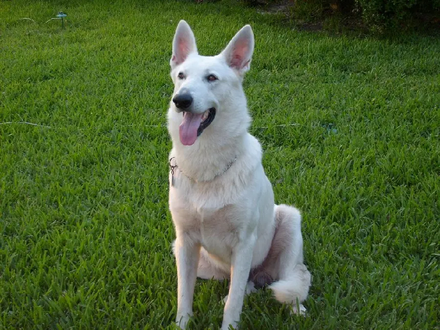 Full HD White German Shepherd Wallpaper