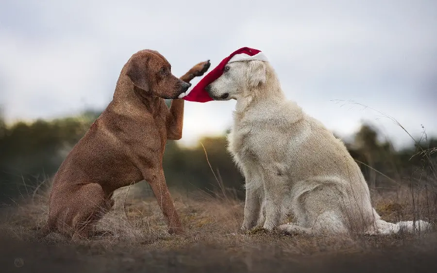 Brown and White Labrador Retriever Stock Photo in a Frame