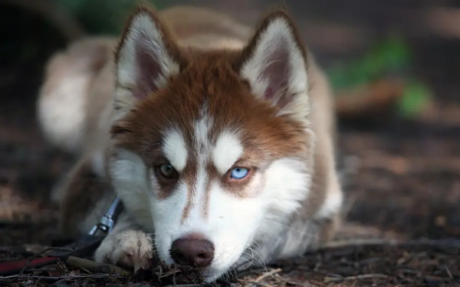 Spectacular and beautiful background image of a husky for the desktop