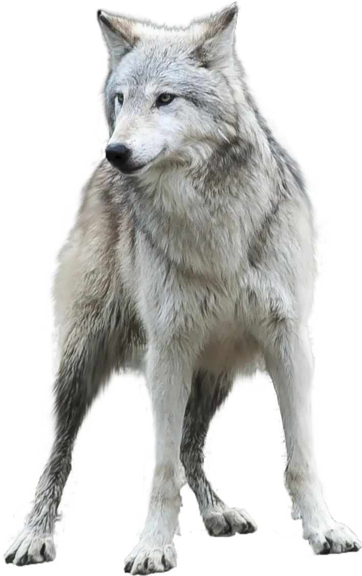 High Quality Stock Image Without Background Of Real Wolf Head PNG