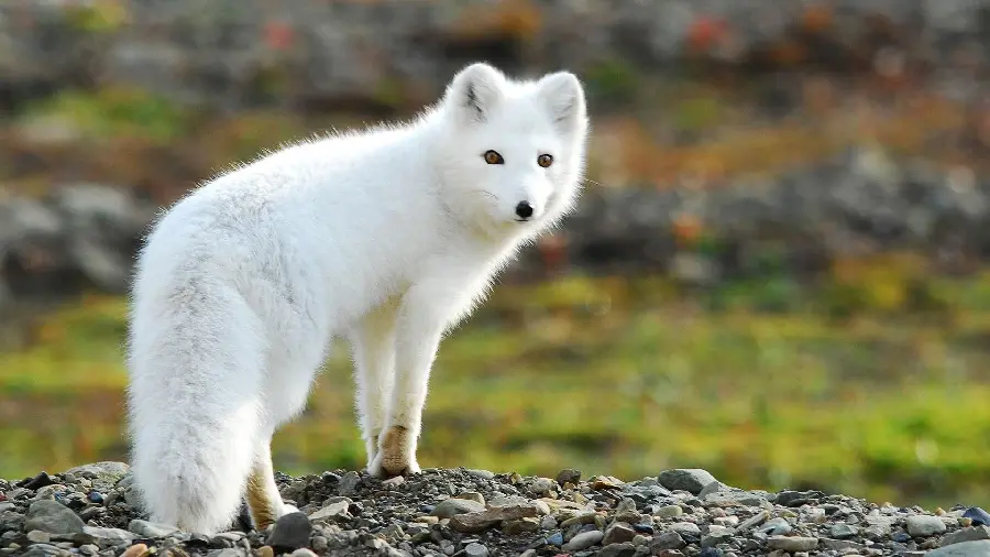 Wallpaper Lovely Arctic Fox for Painting Ideas