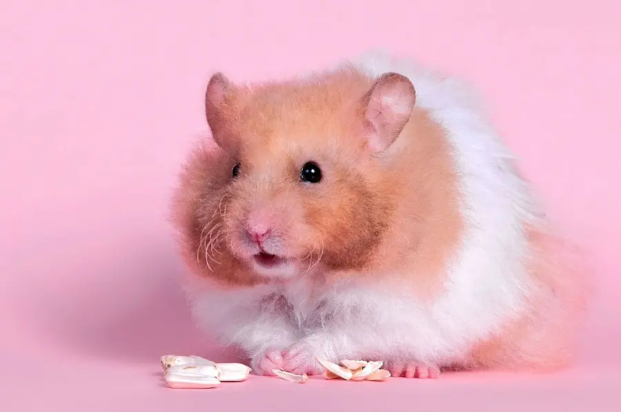 Raw HD image of a white and honey hamster