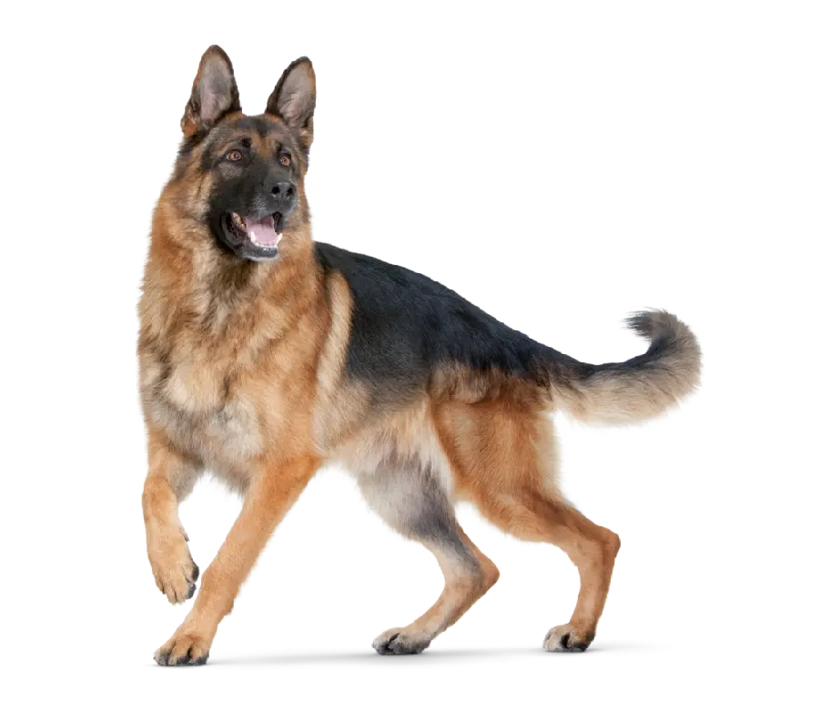 Amazing Real and Beloved German Shepherd Dog PNG