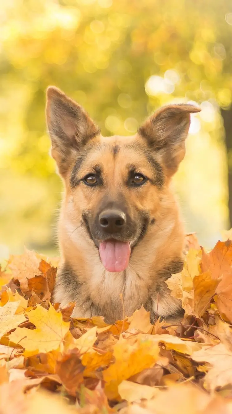 Wallpaper with FULL HD resolution of the kind German Shepherd dog breed for iPhone 