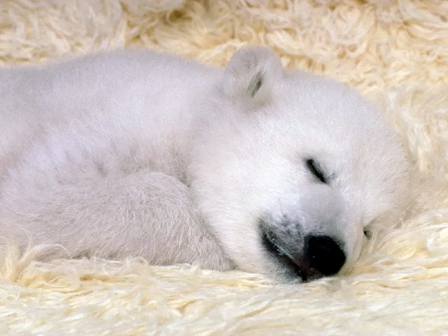 Beautiful image of a baby Polar bear under protection completely free 