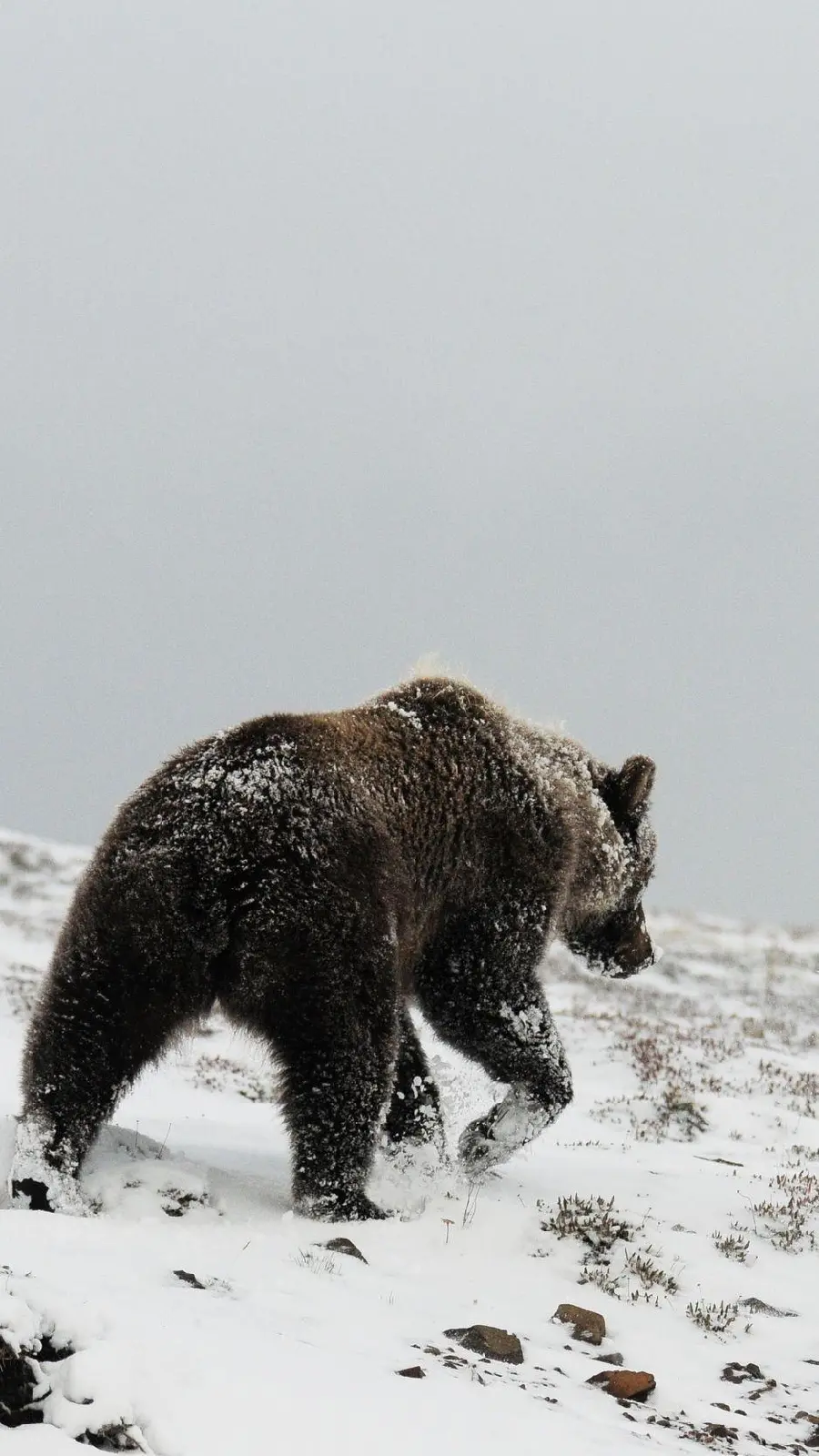 Attractive background of a grizzly bear among snowy fields for the phone