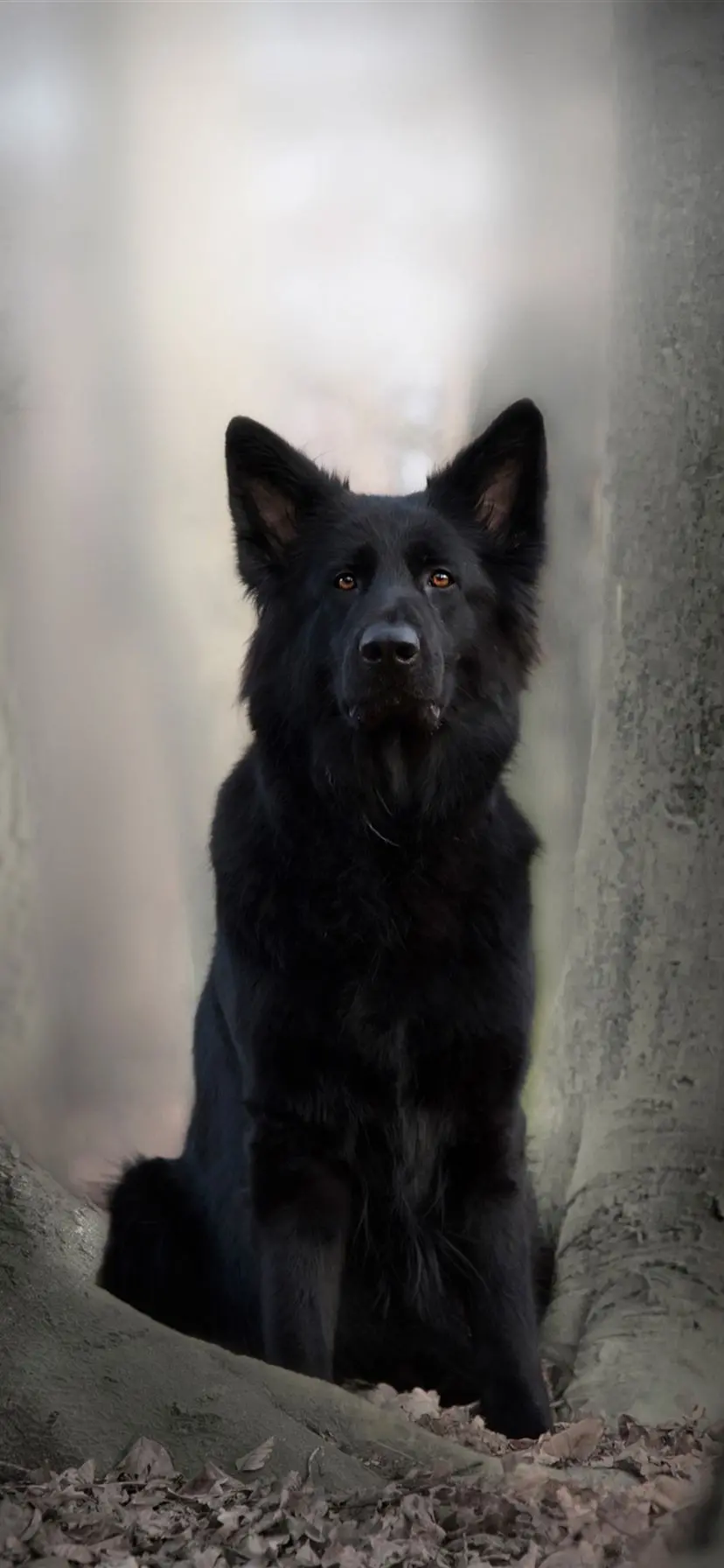 The most beautiful pictures for iPhone of the German Shepherd for free 