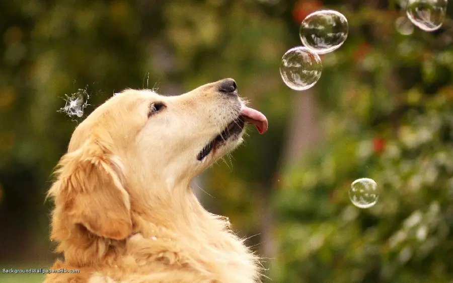 Beautiful Labrador Retriever Background with Professional Editing 