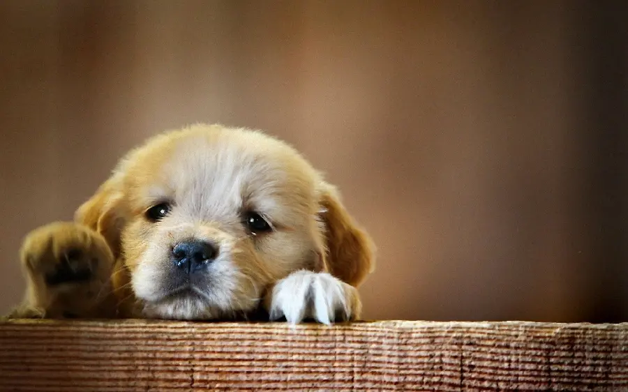 Funny wallpaper of a sweet and cute puppy for advertising banner printing 