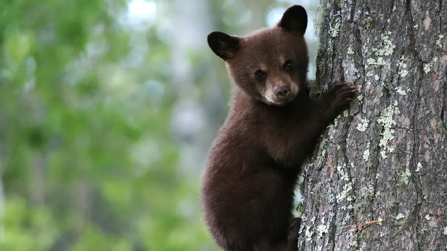 Latest Black Bear Wallpapers HD