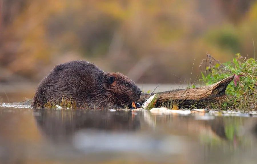Beautiful background photo of beavers for nature lovers