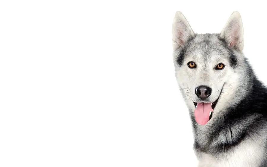Popular Husky Dog Wallpaper Special Desktop Background 