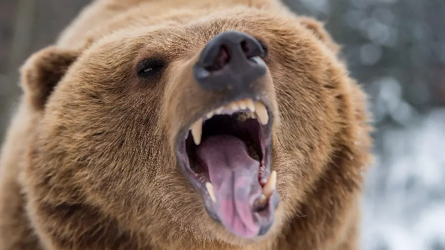 Amazing profile picture of a grizzly bear with the best quality available