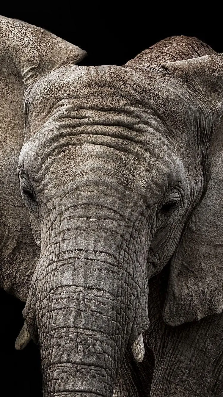 A picture of a huge elephant for use in PowerPoint Web Grand Mobile