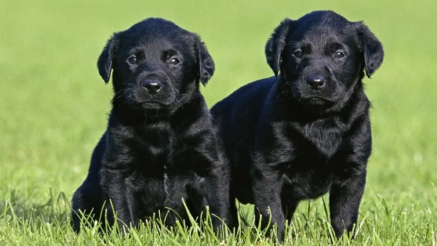 Black Labrador Retriever Puppies Background