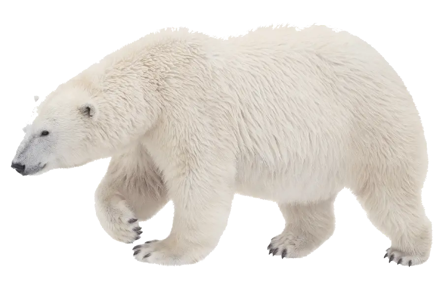Stunning and spectacular background design of white bear PNG