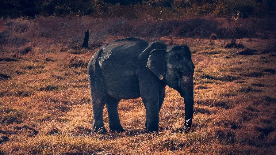 African Elephant Background on Weeds