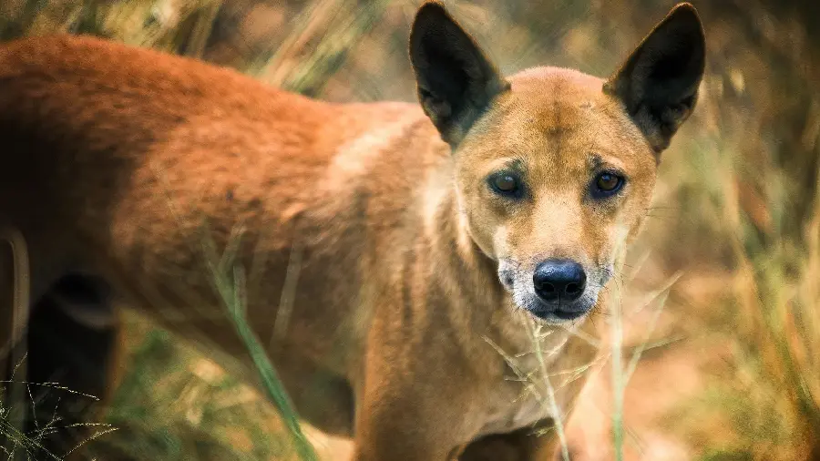 Attractive picture of a Dingo or wild dog Australian for profile 