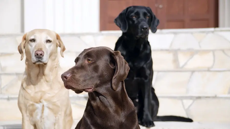 Beautiful and attractive black Labrador Retriever background