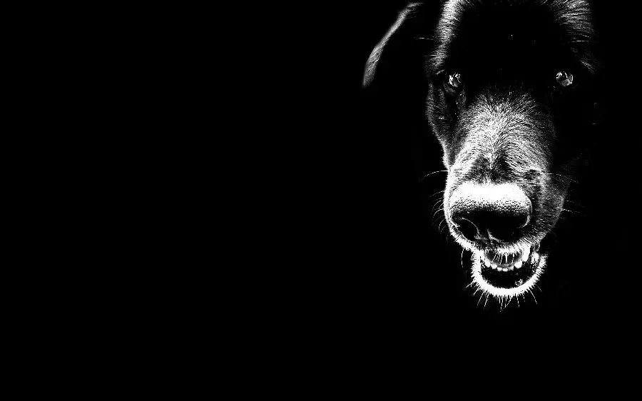 Nice and cool black dog wallpaper for printing posters in pet shops