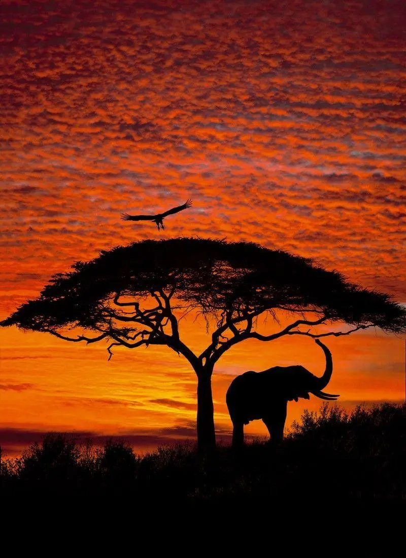 Download a photo taken of an elephant being happy at a beautiful sunset 