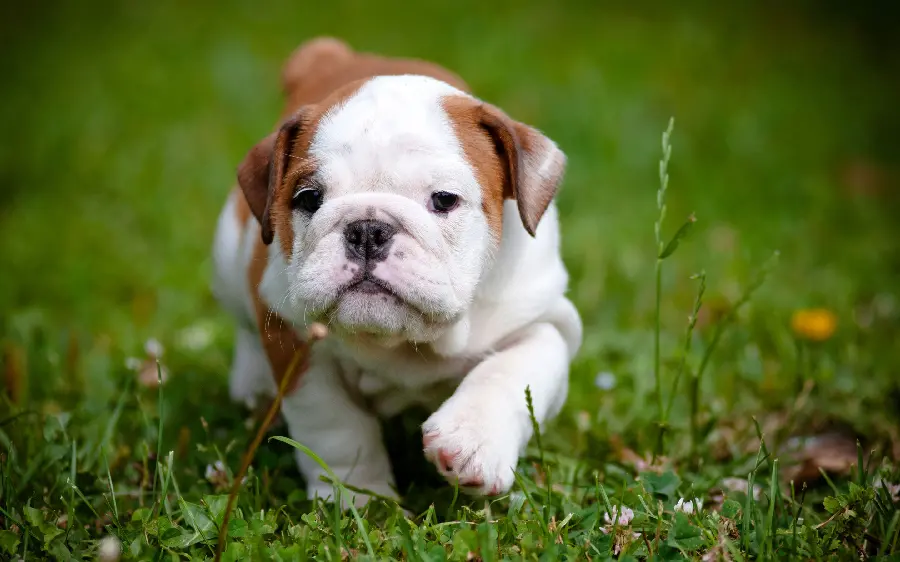 Cute Bulldog Puppy Photo in the Greenery with High Quality
