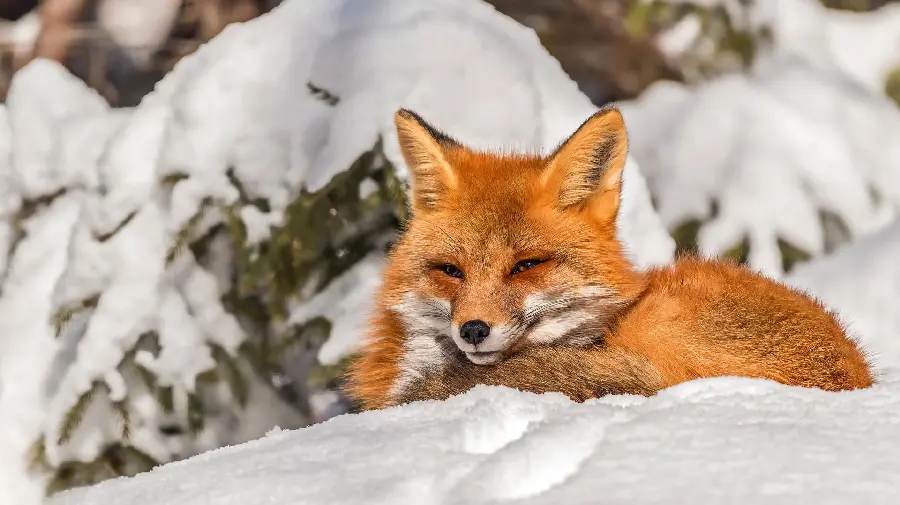 Unique background image of the Arctic Fox for the computer