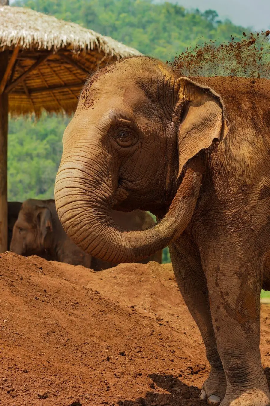 Stock photo of a Thai elephant in the dirt
