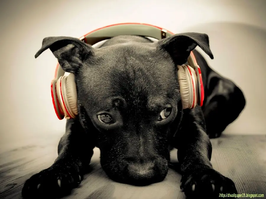 Full HD image of a dog on a leash Profile and desktop background 