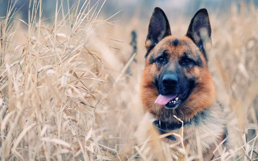 Profile picture of a German Shepherd dog for desktop background 