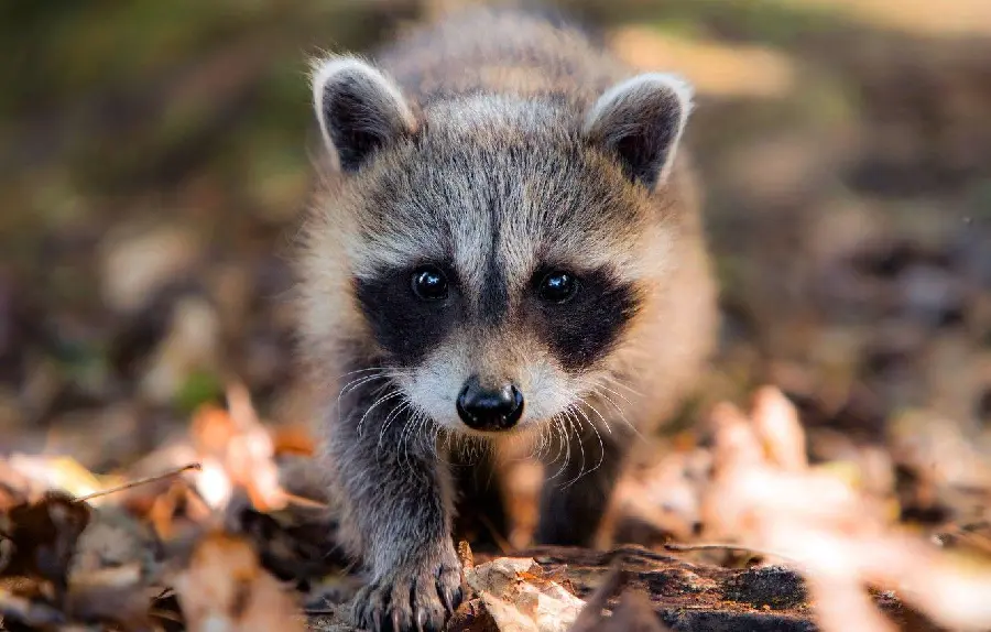 Cool Baby Raccoon Stock Image for Animal Lovers