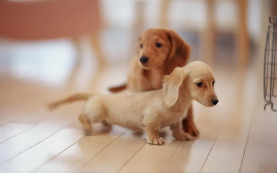 Cute and funny dachshund puppy wallpaper